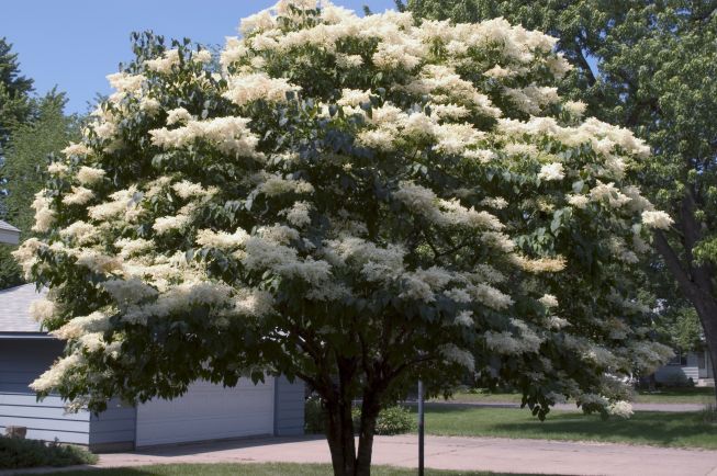 lilac, snowdance lilac, snowdance