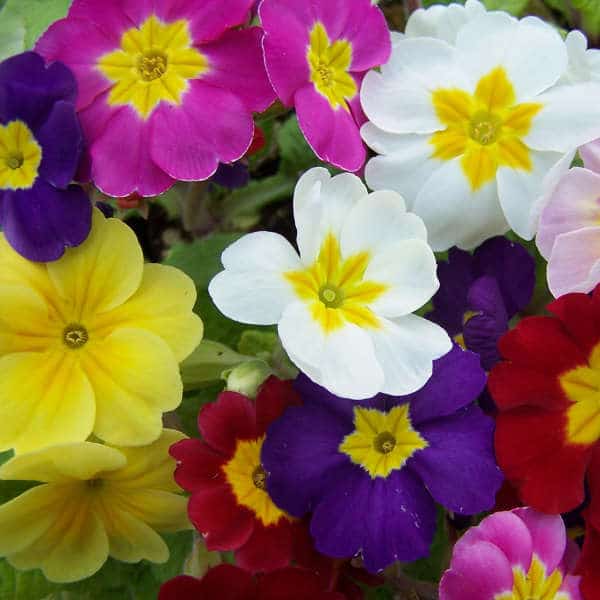 primrose Pacific Hybrids primrose Pacific Hybrids