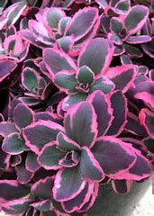 sedum dream dazzler sedum dream dazzler