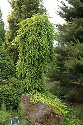 Norway Spruce Gold Drift Weeping Spruce