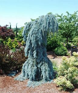 Spruce Weeping Blue