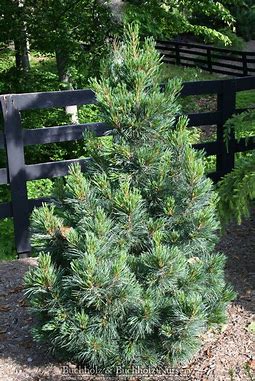Swiss Stone Pine Westerstede Swiss Stone Pine Westerstede