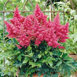 Astilbe Drum and Bass