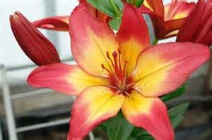 Lily Heartstrings Lily Heartstrings