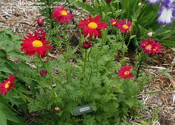 Tanacetum Robinsons Red
