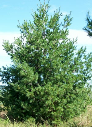 pine, white