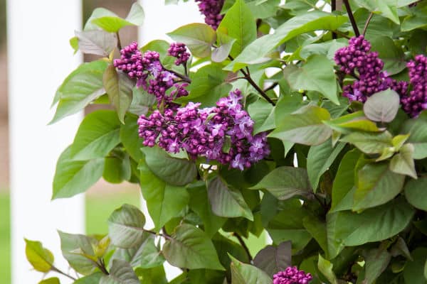 Lilac Virtual Violet