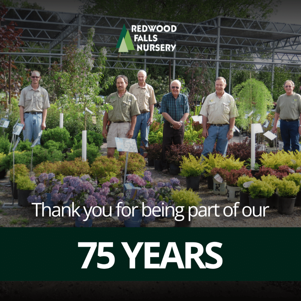 75 year anniversary infographic at redwood falls nursery