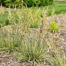 Perfect Edging Fescue