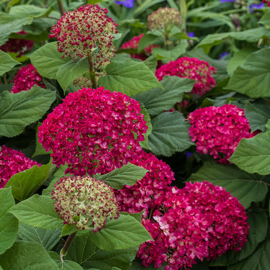 Hydrangea Dreamscape